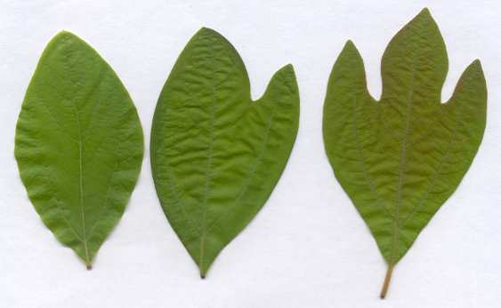 Sassafras leaves